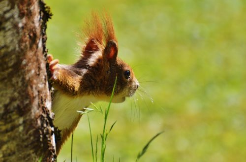 Cheap Gardeners: How To Find And How To Keep Them!