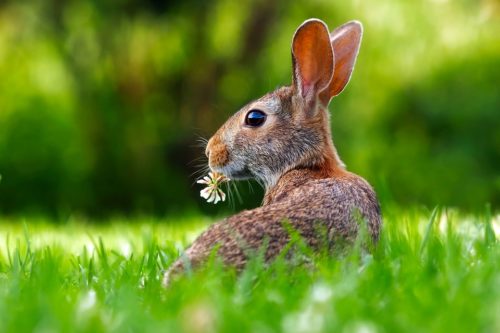 grass cutting services