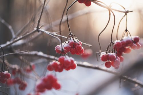 winter gardening