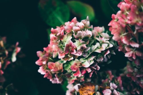 garden plants