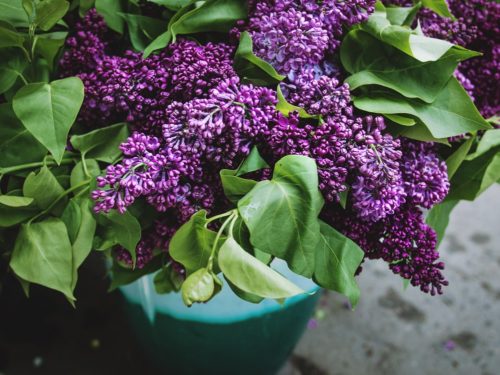 garden plants