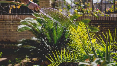 garden plants