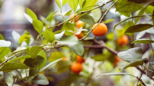 garden plants