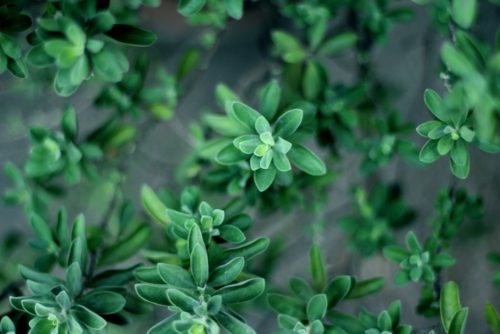 herb garden