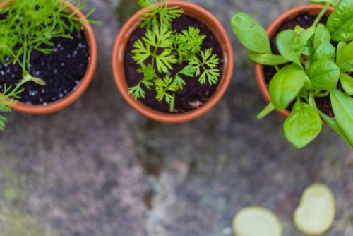 herb garden